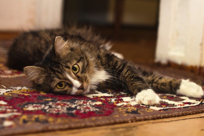 Jak samemu skutecznie wyczyścić dywan i tapicerkę meblową? 9 najlepszych sposobów