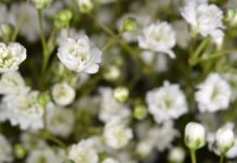 Lipa i kwiat lipy – jakie są ich lecznicze właściwości?