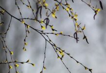 Czy brzoza zabiera wodę? Czy brzoza zabiera wodę?