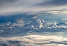 Co posadzić w wietrznym miejscu? Co posadzić w wietrznym miejscu?