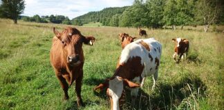 Jaki Pojemnik na wędlinę do lodówki?