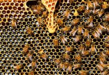 Czym dokarmiać pszczoły murarki?