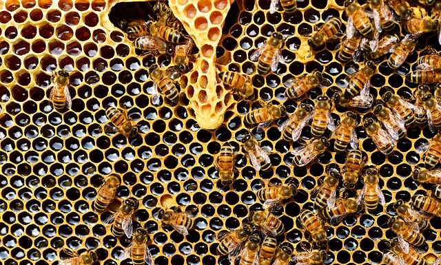 Czym dokarmiać pszczoły murarki?