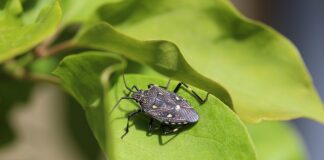 Dlaczego wodą w plastikowych butelkach jest szkodliwa?