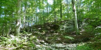 Jaki olej na głośne popychacze?