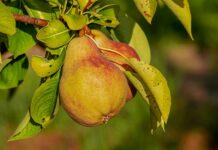 Co daje Gruszka podciśnienia? Co daje Gruszka podciśnienia?