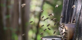 Co dodać do wody dla pszczół?