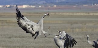 Co to znaczy Common Rail?